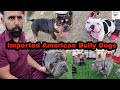 India's Best American Bully 😱  || Imported American Bully Dogs