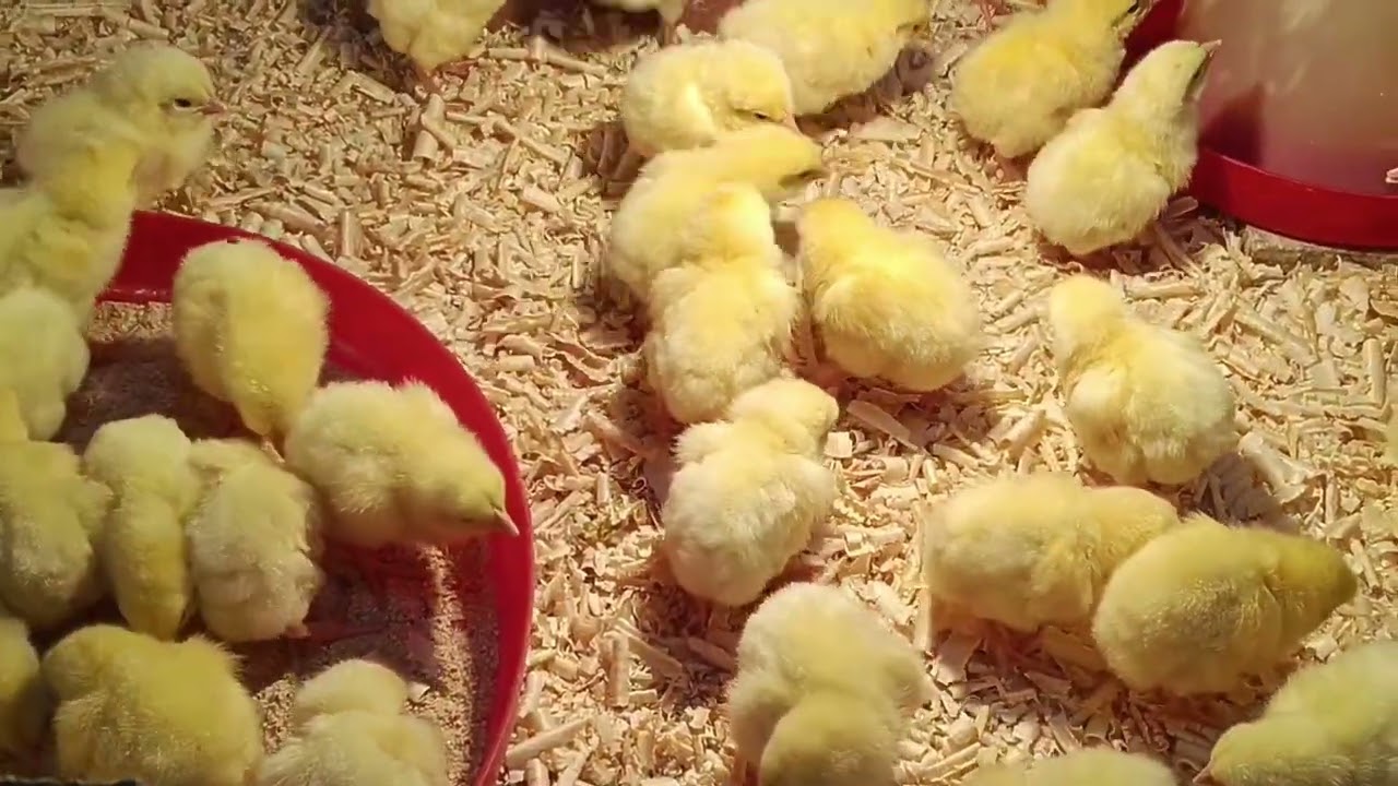 يلا نبدا دوره تربيه رمضان