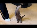 猫用の遊びを蹂躙しにかかるカワウソ An otter setting out to destroy a cat's toys