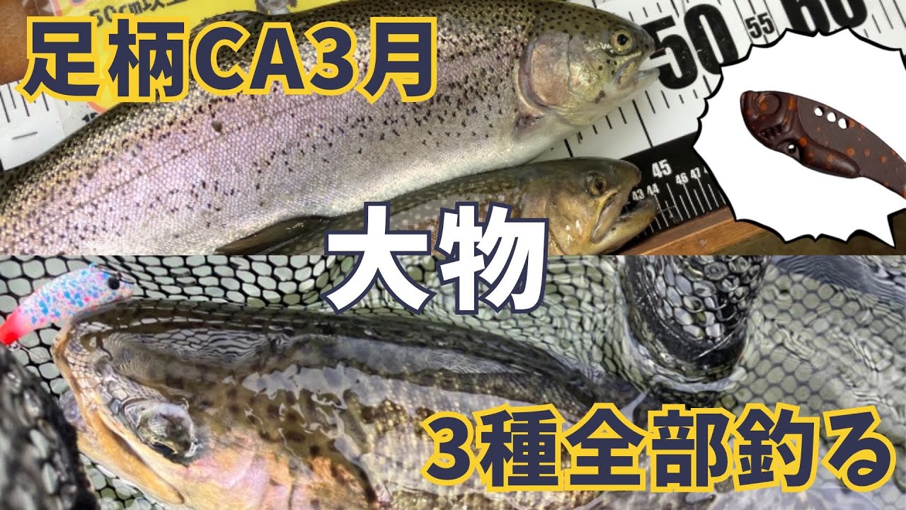 【足柄CA】頂・驚・岩魚！大物3種をビースパ・ムカイシリーズで全部釣る【#釣り#管釣り #管理釣り場 #エリアトラウト#足柄キャスティングエリア #ビースパーク＃ポゴ＃ムカイ】