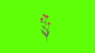 Cartoon Wildflower Plant Growing Animation – Green Screen