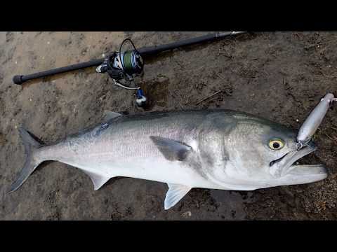 Topwater Stripers and Jumbo Blues in the Fog! 