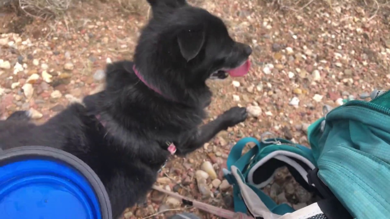 Rockhounding in New Mexico: Petrified Wood, Fossils and Agates