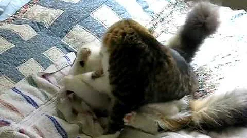 Video 2218361: maine coon cat, cute cat play fighting