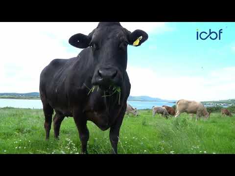 How Genotyping is Driving Smarter Breeding Decisions for Co. Kerry, Suckler Farmer