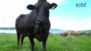 Download Lagu How Genotyping is Driving Smarter Breeding Decisions for Co. Kerry, Suckler Farmer MP3 Download Lagu How Genotyping is Driving Smarter Breeding Decisions for Co. Kerry, Suckler Farmer MP3