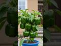 “1 Plant, 10+ Bell Peppers! 😱 Grow Capsicum at Home Easily 🫑🌱”#shorts
