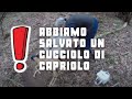 Abbiamo salvato un cucciolo di capirlo durante un escursione!