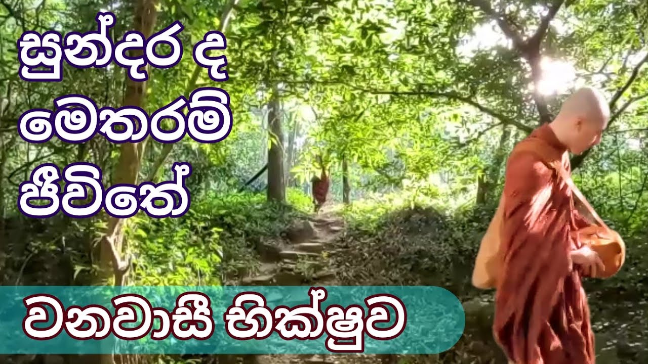 Life of the Forest Monk 🙏 Sri Lanka 🙏 Meditation 🙏 SADISA TV.
