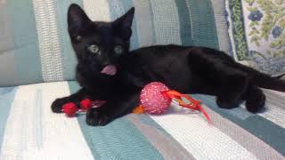 I can't believe! Black (melanistic) Bengal kitten