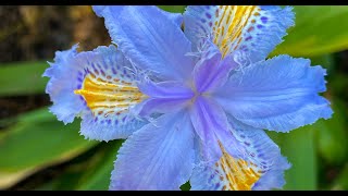 Vlog 282 - Ирисы - выставка и прогулка по ботаническому саду