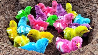 Rescue Colorful Cute Chicks in Holes, Beetles, Bees, Grasshoppers, Spiders [Part582]