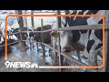Dairy Cows in Colorado test positive for bird flu