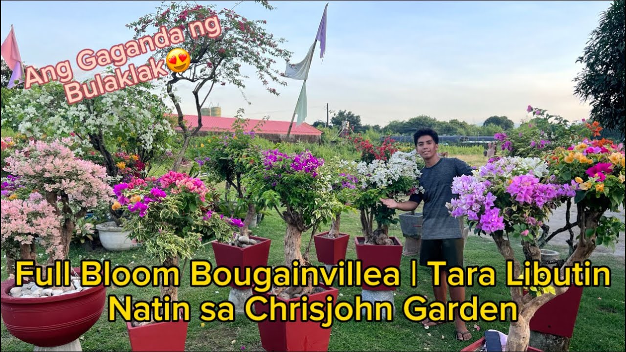 Full Bloom Bougainvillea | Tara Libutin Natin sa Chrisjohn Garden