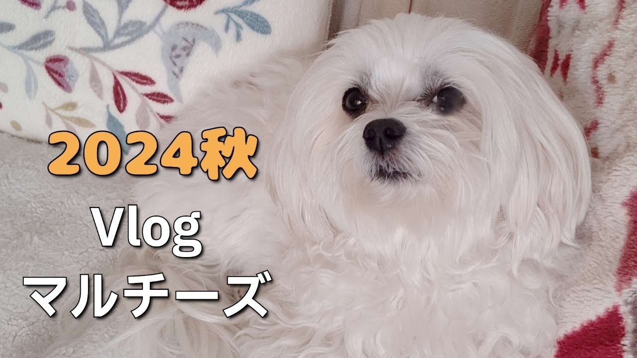 休日のマルチーズ Vlog】元気マルチーズの秋の記録 9月～11月| | Maltese's autumn