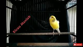 Kenari Af Bon Kuning Gacor Cocok Untuk Masteran Kenari Af Bon Kuning Gacor Cocok Untuk Masteran