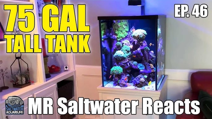 Josh's SPS Dominated 60 Gallon Reef Tank 
