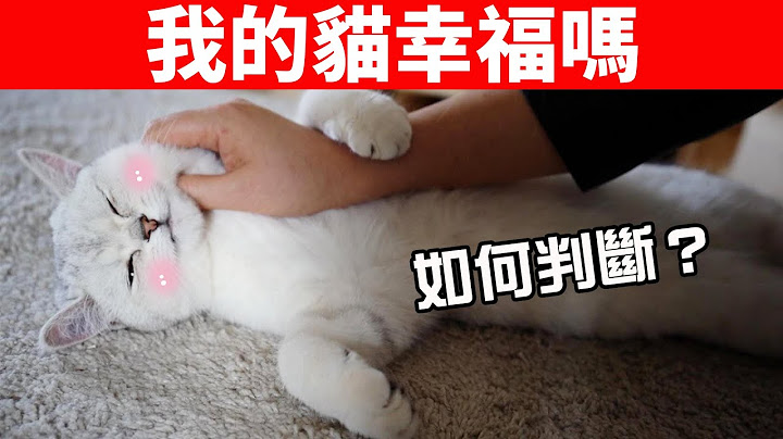 如何判断猫过得是否幸福？这7条全中了，说明你是超棒的铲屎官！【养猫迷思EP12】 - 天天要闻