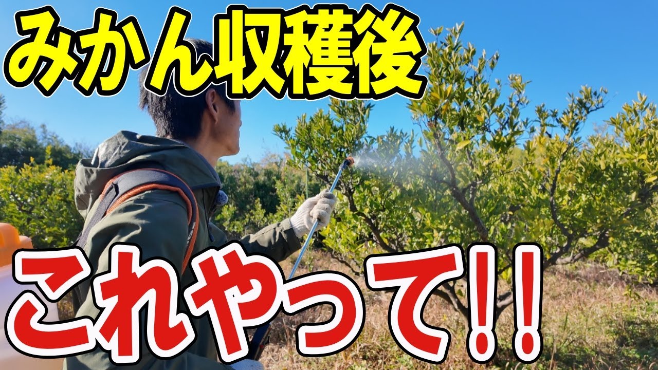 みかん　緊急値下げ中 天下御免（青島みかん）4.5kg 全農食品オンライン | 1月中旬発送開始 リンス・コンディショナー