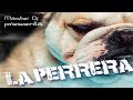 Video thumbnail of "Angel Phas - Que Se Siente (La Perrera) (Plena Romántica)"