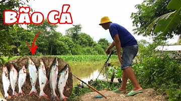 Câu Cá Tra Sông | Video Cá Ăn Liên Tục Và Dính Nhiều | Fishing - Miền Tây
