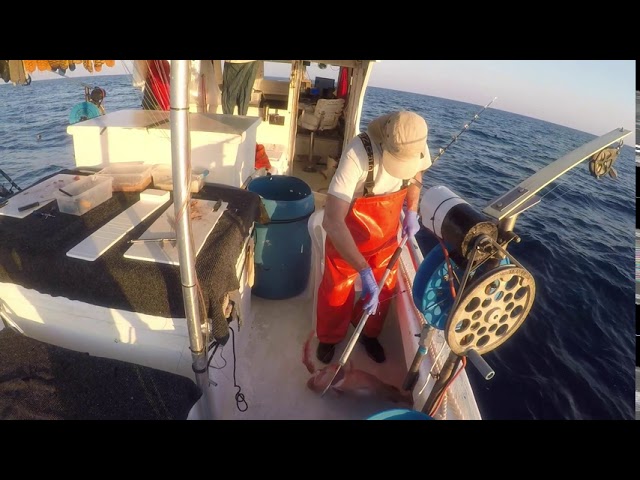 Commercial fishing snapper with a bandit reel Gulf of Mexico 