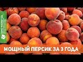 МОЩНЫЙ ПЕРСИК ЗА 3 ГОДА. ЭТО ПРОСТО! | Agro-Market.ua