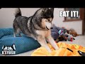 Husky Gets a WAFFLE Beanbag & Tries to Eat it!