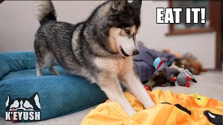 Husky Gets a WAFFLE Beanbag \& Tries to Eat it!