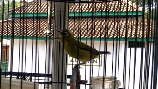 masteran pleci nembak XPANDER GETER GETER