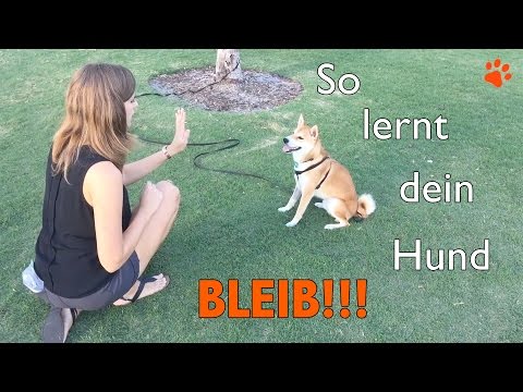 Video: Wie Man Einem Hund Das Liegen Beibringt