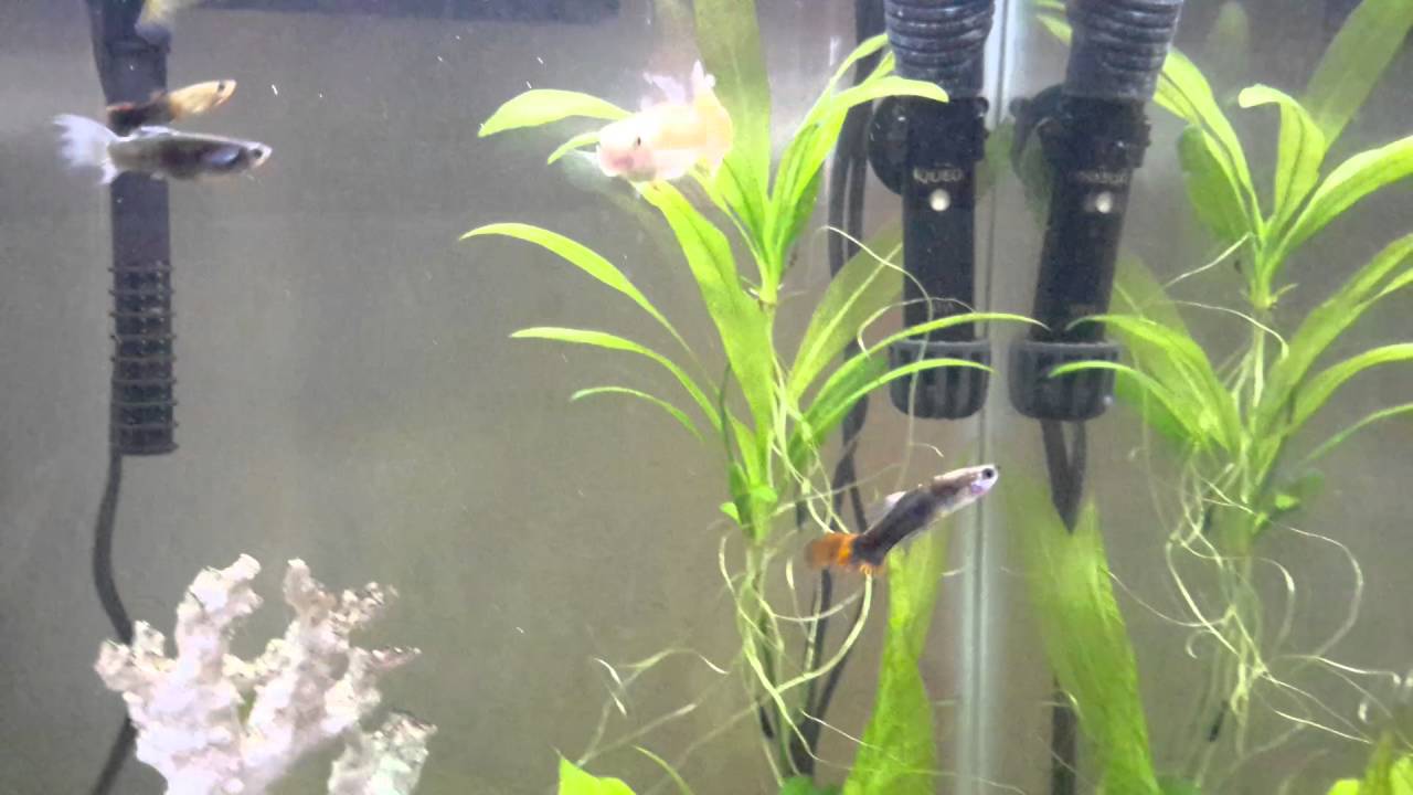 Arizona Aquatic Gardens YouTube