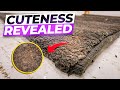 Shocking Amount Of Dirt Hidden In A Cute Kids Rug Satisfying ASMR Clean 