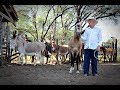 Agropecuarista aposta no cruzamento de cavalo com jumenta para aumentar renda, em Conceição