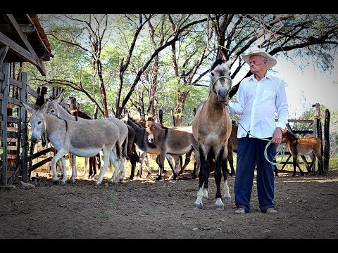 casas de apostas galgos