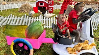 Baby Monkey Bim Bim Harvests Papaya And Plays With Farm Animals