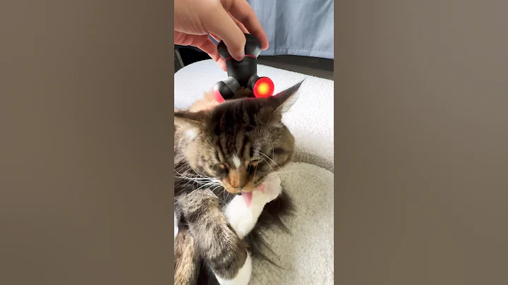 Video 11345231: mainecoon cat cute