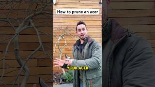 How To Prune An Acer gardening
