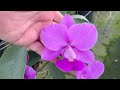 Visita ao Orquidário Marcelo Nassif