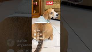 RYUKI RAIDEN DANCES PIUPIU TO BUY AN IPHONE⁉️😱 #shorts #cutedog