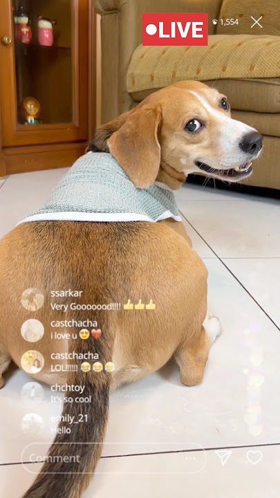 RYUKI RAIDEN DANCES PIUPIU TO BUY AN IPHONE⁉️😱 #shorts #cutedog