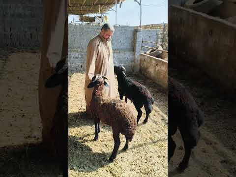 شوف واتفرج عشان محدش يضحك عليك يا تلحق يا متلحقش تااابع01065811703 ـ 01204328217