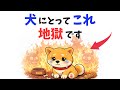 【飼い主失格？】犬には地獄なこと 12選