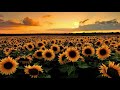 Sunflowers  relax music