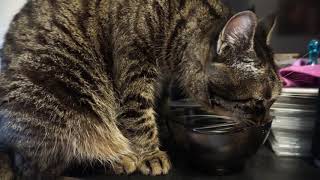 ASMR кот пьет воду! ASMR cat drinks water! ASMR кот пьет воду! ASMR cat drinks water!