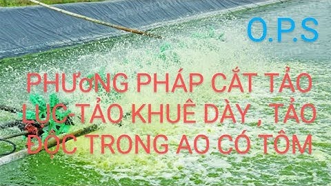 PHƯơNG PHÁP XỬ LÝ TẢO LỤC,TẢO KHUÊ DÀY-TẢO ĐỘC TRONG AO CÓ TÔM| NGUYỄN THÀNH PHƯơNG OFFICIAL