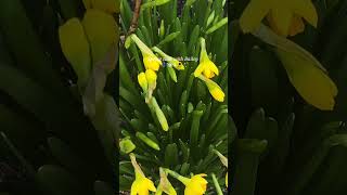 Spring time means nature walks with Hug-A-Lumps! Spring time means nature walks with Hug-A-Lumps!