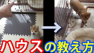 豆柴 柴犬のしつけ「ハウス」の教え方！これなら必ず成功します