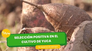 Selección positiva en el cultivo de yuca - TvAgro por Juan Gonzalo Angel Restrepo by TvAgro 1,169 views 5 days ago 14 minutes, 1 second