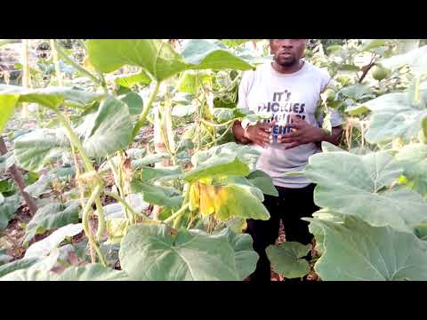 Video: Kuvuna Butternut Squash: Jinsi ya Kuvuna Butternut Squash